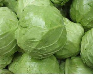 Fresh Cabbage