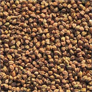 Black Chickpeas