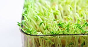 Mung Bean Sprouts