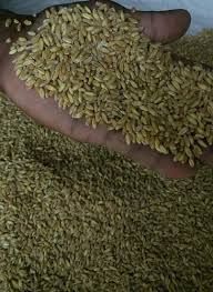 organic wheat banshi