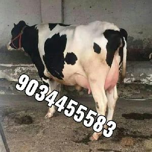 Pregnant Holstein Heifer Cow