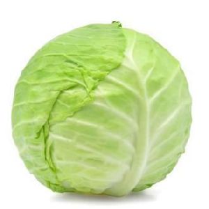 Fresh Cabbage