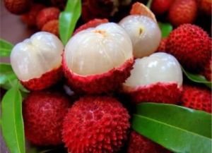 Fresh Litchi