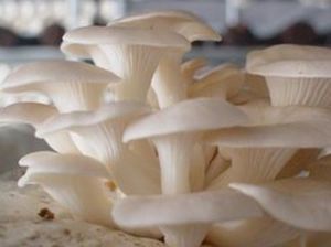 Fresh White Oyster Mushroom