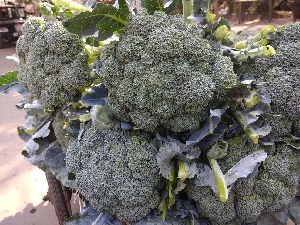 Fresh Broccoli