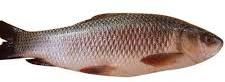 Rohu Fish