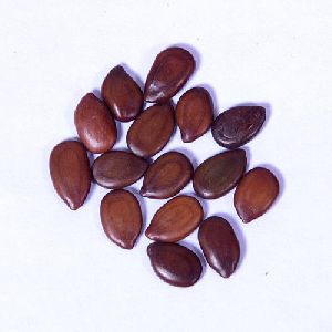 Subabul Tree Seed