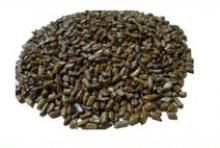 Cassia Tora Seeds