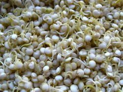 Jowar Sprouts