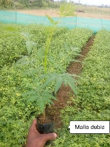 Malia dubia malbar neem plants