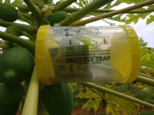 Fruit fly trap - Horizontal