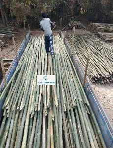 24 feet Bamboo Pole