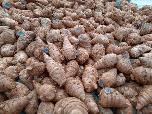 Black Haldi Curcuma Caesia