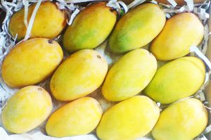 Fresh Kesar Mango