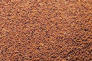 Finger Millet Seeds