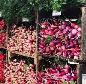 Fresh Radish