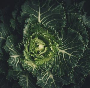 Fresh Savoy Cabbage