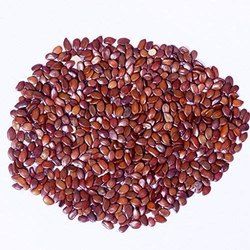 subabul seeds