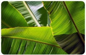 Banana Leaves