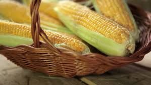 Maize