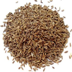 Dill Seeds