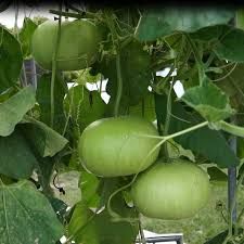 Hybrid Round Gourd