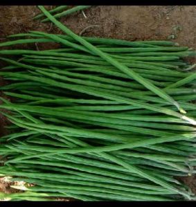 Fresh Green Drumsticks