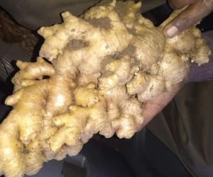 Fresh Natural Ginger