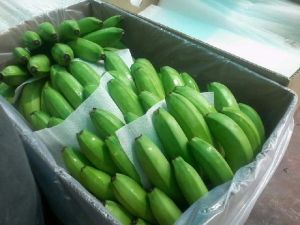 Fresh Natural Green Banana