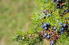 Juniper Berry Oil