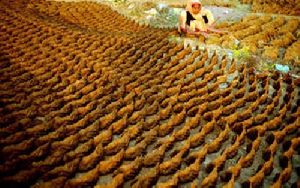 Cow Dung Cake