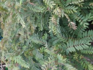 Peltophorum Plant