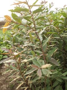 Arjun Plant