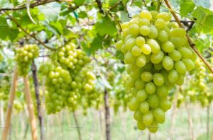 Fresh Green Grapes