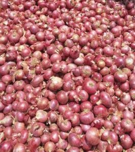 Nashik Onion