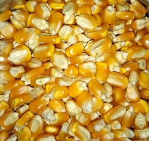 Maize Cattle Feed