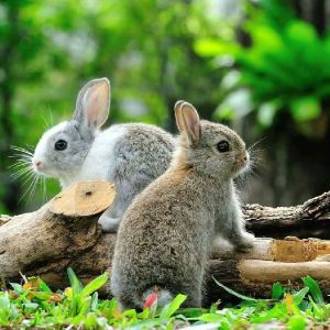 Mahan Rabbit Farming