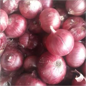 Organic Onion