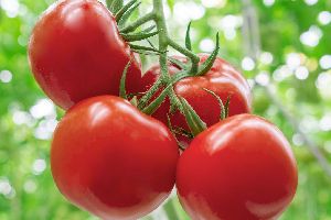 Fresh Red Tomato