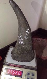 Rhino Horn