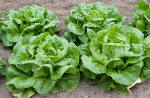 Fresh Butterhead Lettuce