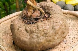 Fresh Elephant Yam