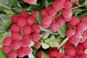 Fresh Litchi