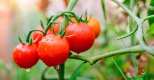 Fresh Organic Tomato