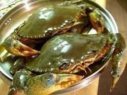 Live Green Mud Crab