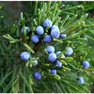 Juniper Berry Oil