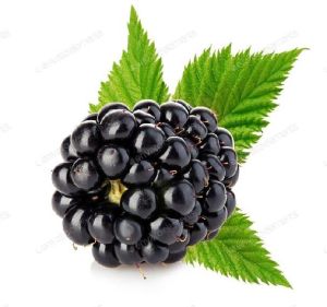 fresh blackberry