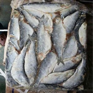 frozen herring