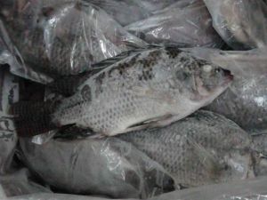 frozen tilapia