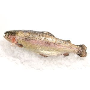 Frozen Trout